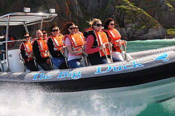 Whale watching, boat cruise, wildlife experiences and more from Victor Harbor photo